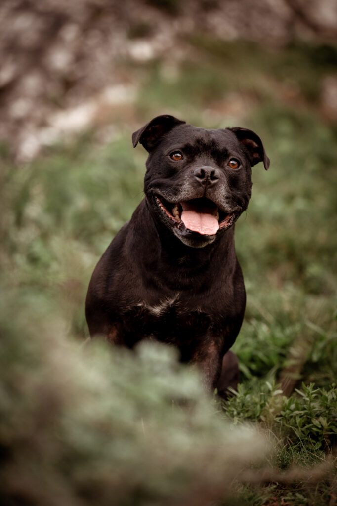 Tierfotografie Claudia Rahlmeier