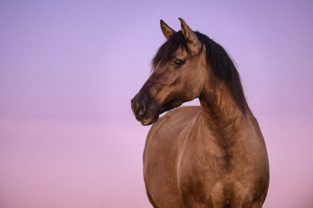 Tierfotografie Claudia Rahlmeier