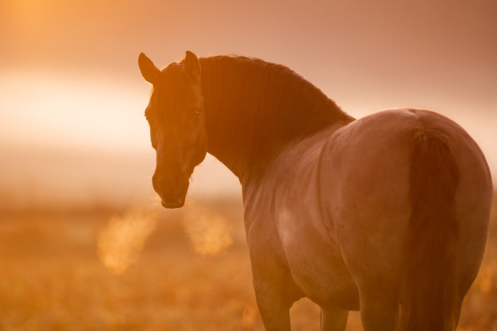 Tierfotografie Claudia Rahlmeier