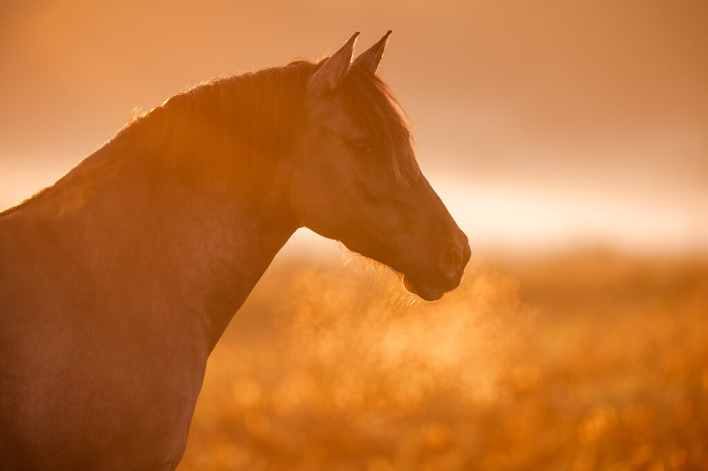 Tierfotografie Claudia Rahlmeier