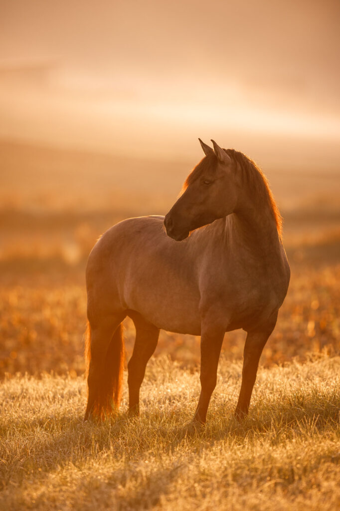 Tierfotografie Claudia Rahlmeier