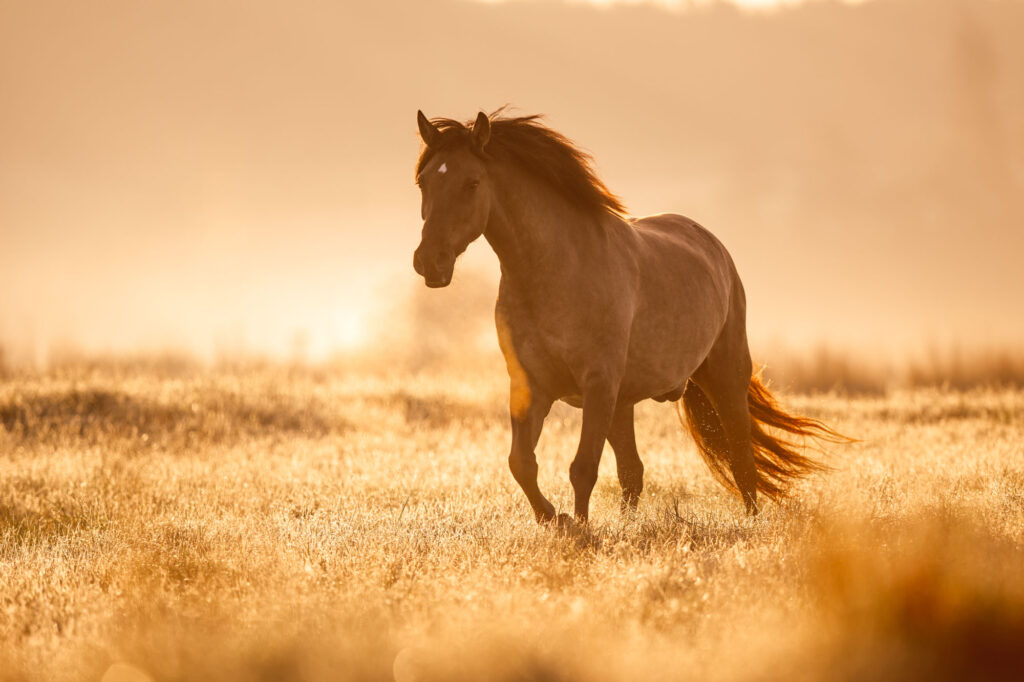 Tierfotografie Claudia Rahlmeier