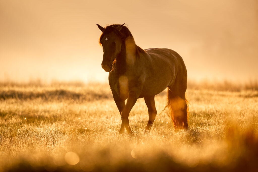 Tierfotografie Claudia Rahlmeier