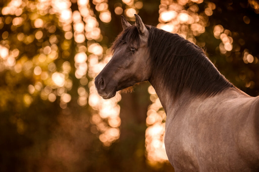 Tierfotografie Claudia Rahlmeier