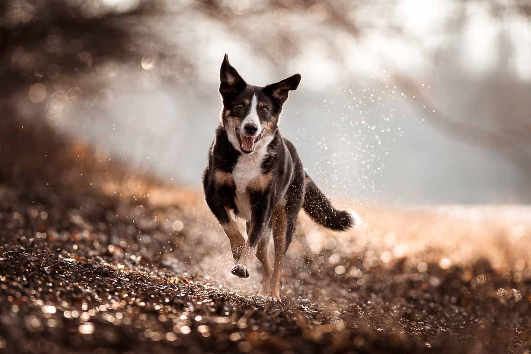 appenheller hund