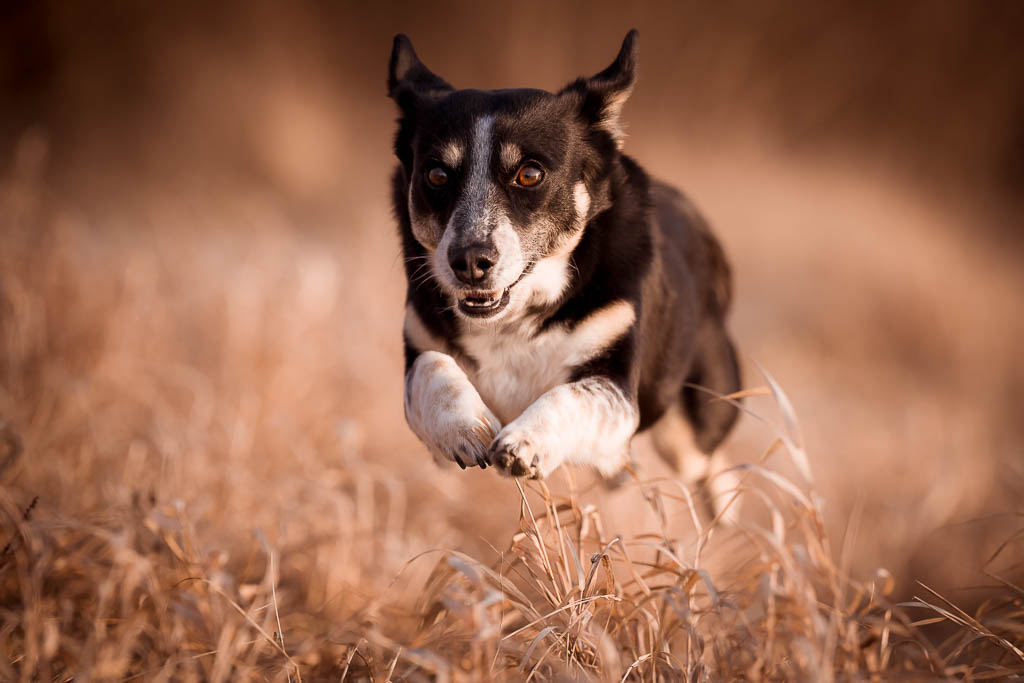 Hundefotografie Claudia Rahlmeier