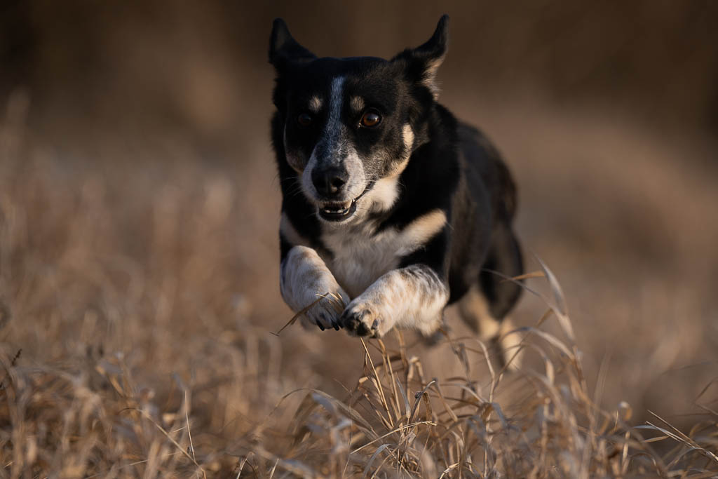 Hundefotografie Claudia Rahlmeier