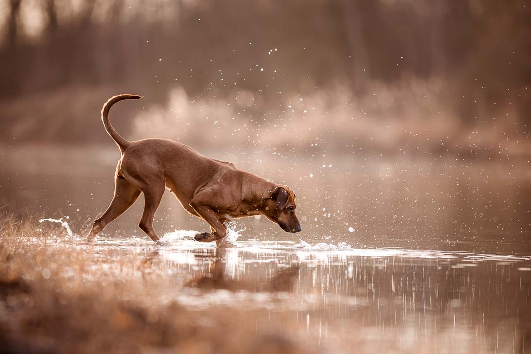 Rhodesian Ridgeback