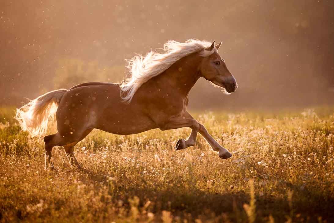 Fotoshooting mit Haflinger
