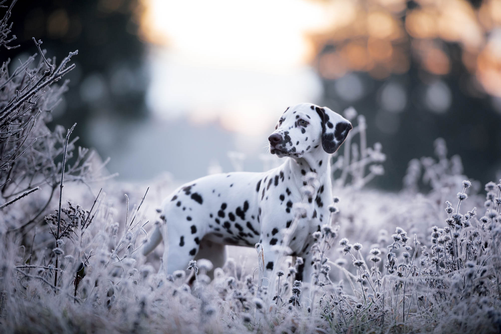 Hundefotografie Claudia Rahlmeier