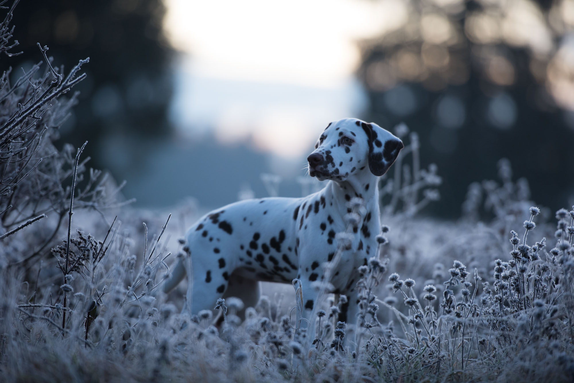 Hundefotografie Claudia Rahlmeier