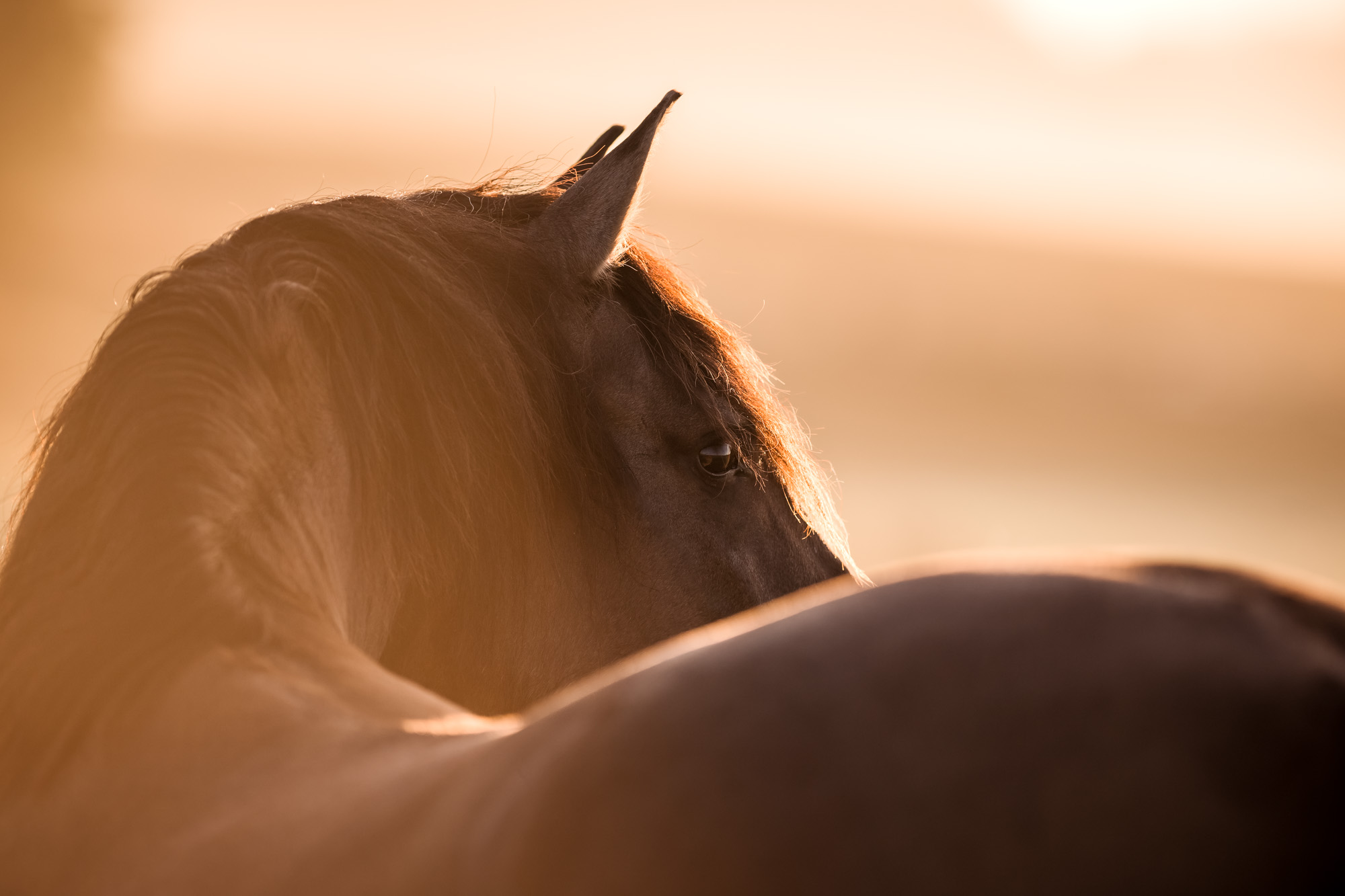 Tierfotografie Claudia Rahlmeier